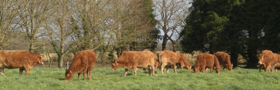 Arrivée des vaches