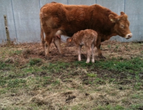 vache et son veau