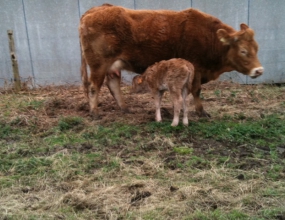 vache et son veau