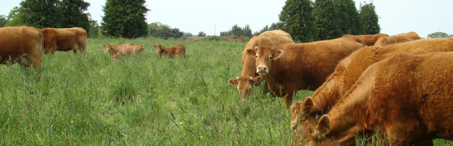 Vaches et veaux