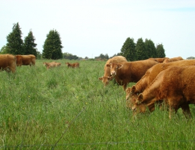 vaches et veaux