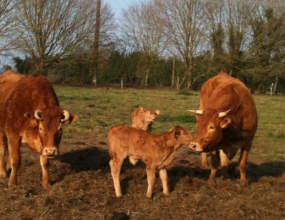 VACHES ET VEAUX